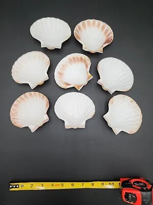 $8 • Buy Natural Color Scallop Seashells Lot Of 8