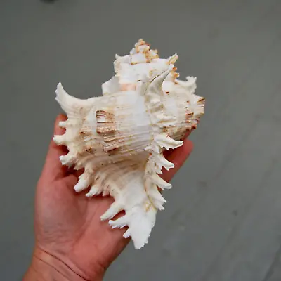 Murex Ramosus Seashell Large 5.5in To 6.5in Shell • $18.99