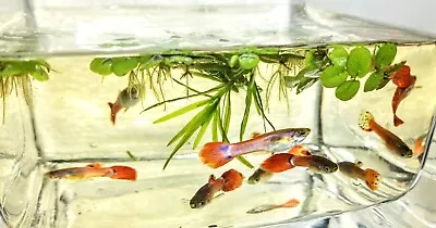 4 Fancy Orange Male Mutt Guppies Pack+Free Plant+FREE HEAT PACK • $20