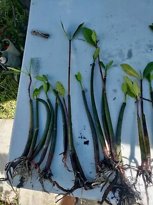 4 Growing Red Mangrove Propagule Plant Rhizophora Mangle Fresh Salt H2o Aquarium • $22.99