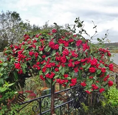 Cotoneaster Cornubia - Semi Evergreen Garden Shrub/ Tree • £3.99