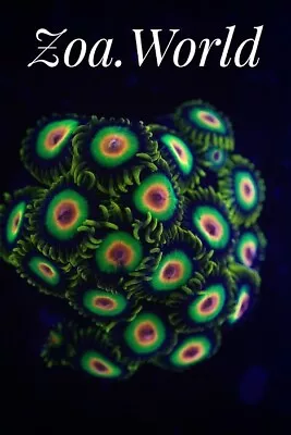 Rasta Zoa 2 Polyp Frag----Free Shipping On Orders Over $85 • $9.99