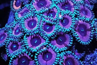 BLUE EYED GIRLS  Zoa Marine Coral Zoanthid Frag SINGLE POLYP • £8