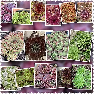Lot Of 20 Sempervivum Hens & Chick Plants  Mixed Variety  —- BEST BUY AVAILABLE • $19