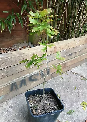 Beautiful Oak Bonsai Tree English Oak In A Pot 16 Inches Tall • £44.99