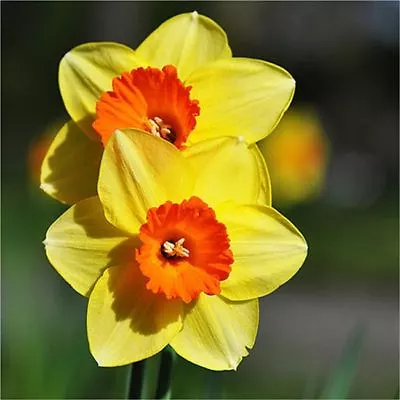 Daffodil Hoopoe Sweetness Narcissus Garden Bulbs Autumn Gardening Spring Flower • £9.99