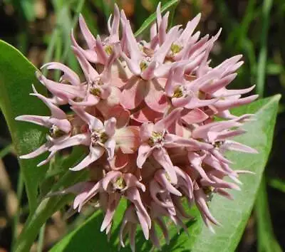 Showy Milkweed Seeds - Asclepias Speciosa - B243 • $1.99