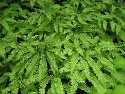 5 Maidenhair Fern Premium Native Woodland Wildflowers Perrenial Rootstock • $11.99