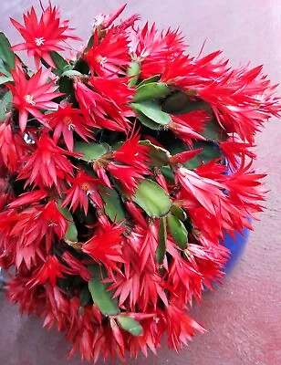 Easter Cactus Rhipsalidopsis Gaertneri Red Flowers 2 Cuttings In 1 Pack • $11.95