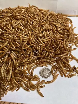 Premium  Dried Meal Worms Cichlid Koi Oscar Pond Fish Turtles Reptile Birds • $15.99