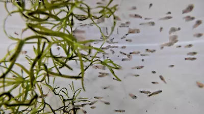 50 Dumbo Guppy Fry 50 Dumbo (Baby) Guppies Born Bred In The U.S.A • $24.95