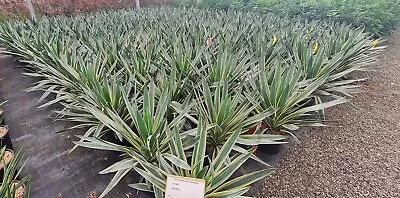 Yucca Gloriosa 'Variegata' 9.5 Litre- 70-80cm Including Pot - Stunning Plants • £59.99