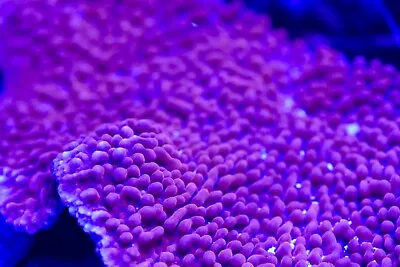 Brain Freeze Montipora  Frag-sps/ Frag/coral/marine 🪸 • £29.99