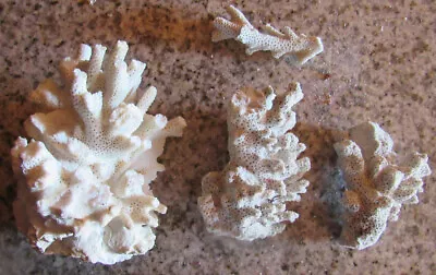 Natural White Coral  4 Pieces • $12