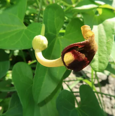 20 CREEPING DUTCHMANS PIPE VINE SEEDS (Aristolochia Debilis) FAST MEDICINAL USA • $3.95