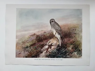 £6 • Buy Old Vintage Colour Print British Bird Hen Harrier