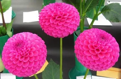 3 X Barbarry Alisa. Dahlia Mini Plants/rooted Cuttings. Min. Ball. Not Tuber. • £10.50