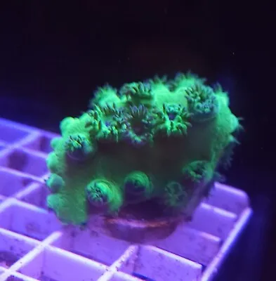 Live Coral Robbie's Corals Green Hulk Pagoda Cup Coral 1.5 -2  • $29.99