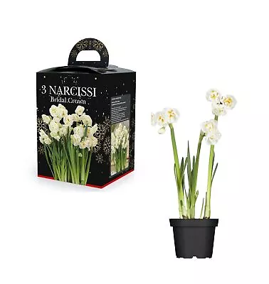 Narcissi Bridal Crown Daffodil Bulb Gift Set 3 Mixed Flowering Bulbs & Pot 13/15 • £10.45