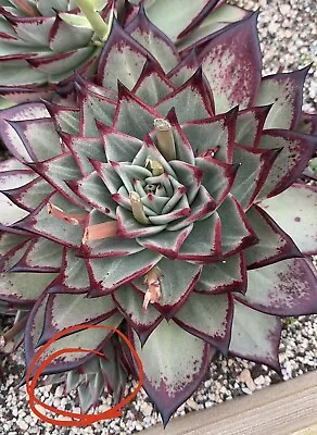 Echeveria Agavoides Ebony ( Monstrose) 1 X Pup Rare Succulent29/09/2023 • $88