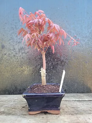 Japanese Maple Shohin Bonsai Tree (Acer Palmatum) In 15cm Bonsai Pot Outside 7 • £34