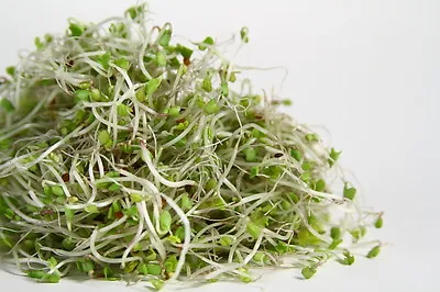 £18.99 • Buy Organic Sprouting Seeds  Broccoli  Raab 1 Kg  Bulk