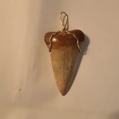 Megalodon Shark Tooth Necklace 1 3/4 Inc Fossil Shark Teeth Pendant • $29.95