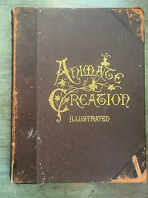 Animate Creation Illustrated Vol 1 By Rev. J. G. Wood - Selmar Hess 1898 • $50