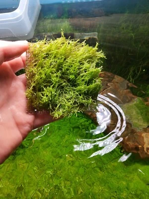 £5 • Buy Ricccia Fluitans 3 Inch X 3 Inch Square- Tropical Aquarium Floating Plant (Easy)