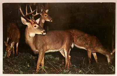 Deer Herd Antlers Stag Vintage Animal Postcard • $2.65