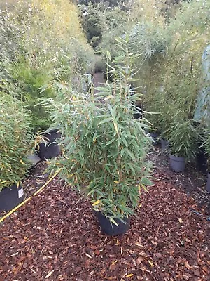 Fargesia  Mur  Panda Clumping Bamboo 10L Approx 1m Tall Bushy Plants • £46.99