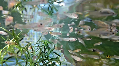 6pk Fancy Female Guppies MP #020 (Only $11.95) Young Active LITTLE LADIES 6pk • $11.95