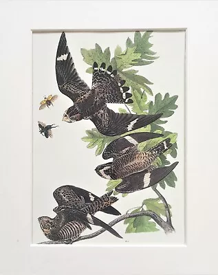 Night Hawk Nighthawk - Audubon Bird Print - Vintage Mounted Colour Print 43 • £7.99