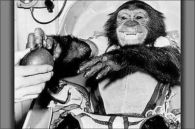 Poster Many Sizes; Recovery Of Chimpanzee Ham Mercury-Redstone 2 1961 • $160.11