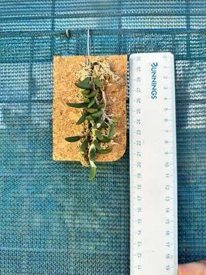 $24 • Buy AAO Orchid-Dendrobium Prenticei(Rare)species