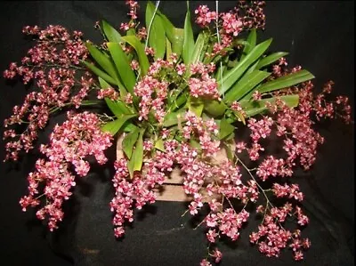 $16 • Buy RON Oncidium Orchid Onc. Twinkle 'CT-Red Girl' FLOWERING SIZE 50mm POT (RED)