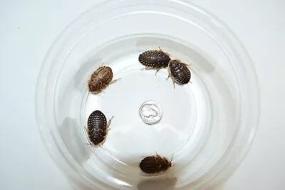 Reptile Feeder Bugs: 50 - 1000 Large Dubia Roaches W/ Free Shipping • $9.99