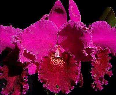 $32.50 • Buy Orchid Cattleya Normans Prophesy 'Montclair'