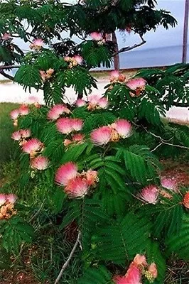 25 MIMOSA / PERSIAN SILK TREE Albizia Julibrissin Flower Seeds *Combined Shippng • $3