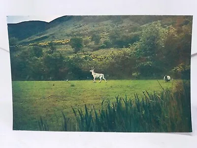 £5.74 • Buy White Stag At Lochranza Scotland Vintage Postcard
