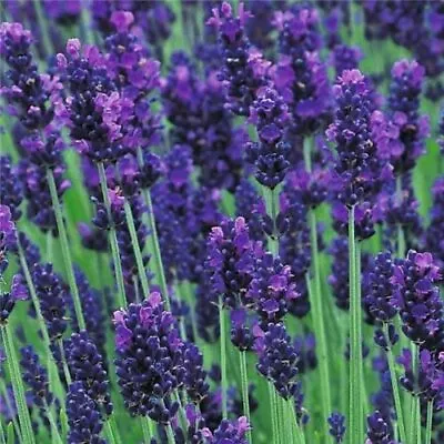 English Lavender Augustifolia 'Hidcote' Perennial Garden Plug Plants - 6 Pack • £9.95