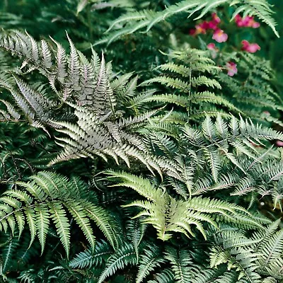 Athyrium Niponicum Metallicum In 9cm Pot - Japanese Painted Fern • £9.99