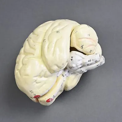 Vintage Model Brain - Hand Painted Plaster Anatomical Educational • $84.96