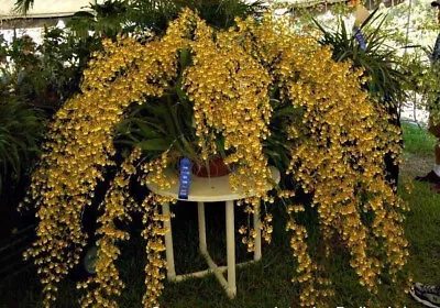 Orchid Plants Oncidium Sphacelatum • $16