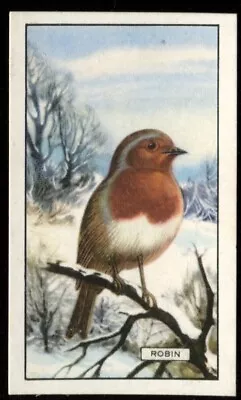 Tobacco Card Gallaher BRITISH BIRDS 1937 Robin #19 • £2