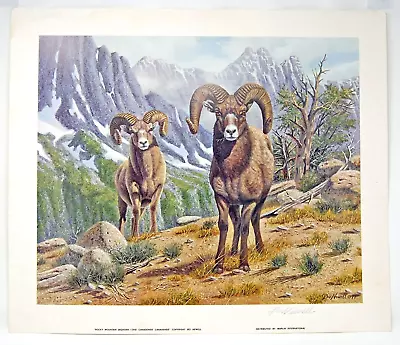 Bo Newell  Rocky Mountain Bighorn  Sheep Goats Ram Art Print Vintage Signed • $50