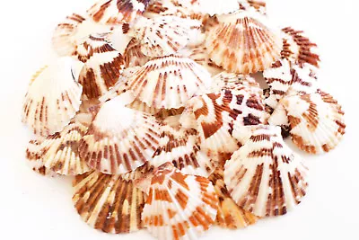 100 Pectin Tranquebaricus Shells Seashells (1-2  / 25-50mm) Arts & Crafts.Decor • $23.99