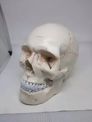 3D Scientific Numbered Human Classic Skull Life Size Model School Anatomy  • $46.99