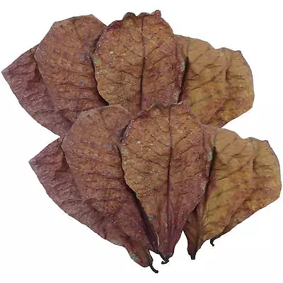 50pc Almond Leaves Catappa Indian Ketapang Leaf Shrimp Betta Fish Aquarium Care • $14.59