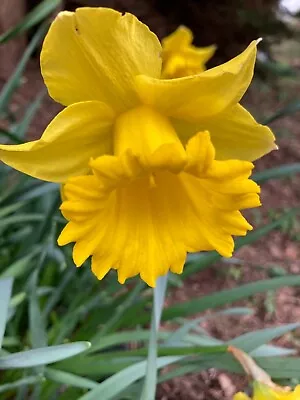 50 Daffodil 'Carlton' Bulbs (Narcissus) Free UK Postage • £22.50